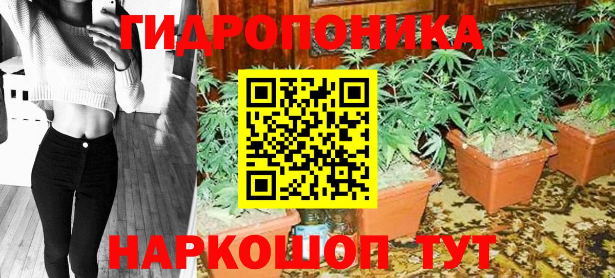 Бошки марихуана Amnesia  Марихуана Bruce Banner  Зеленогорск  Вход с VPN  Марихуана Ganja  Бошки Шишки гибрид 